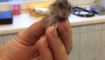Tiny little hamster with a tiny cast in his tiny arm 